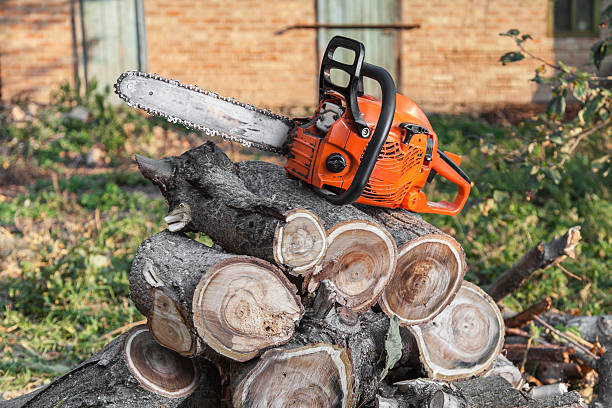 Dead Tree Removal in Cleveland, OK